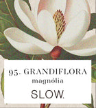 Vela Jar Grandiflora - Magnólia