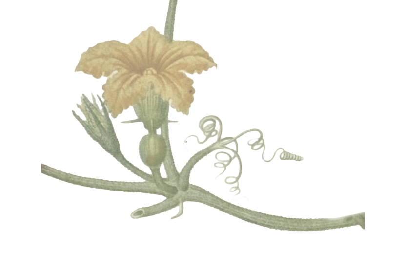 Flor do pepino