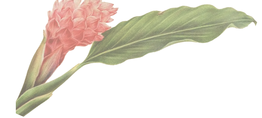 Flor laranja