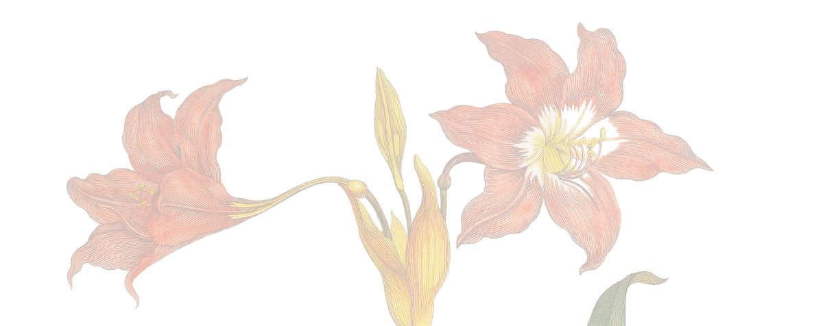 Flores abertas