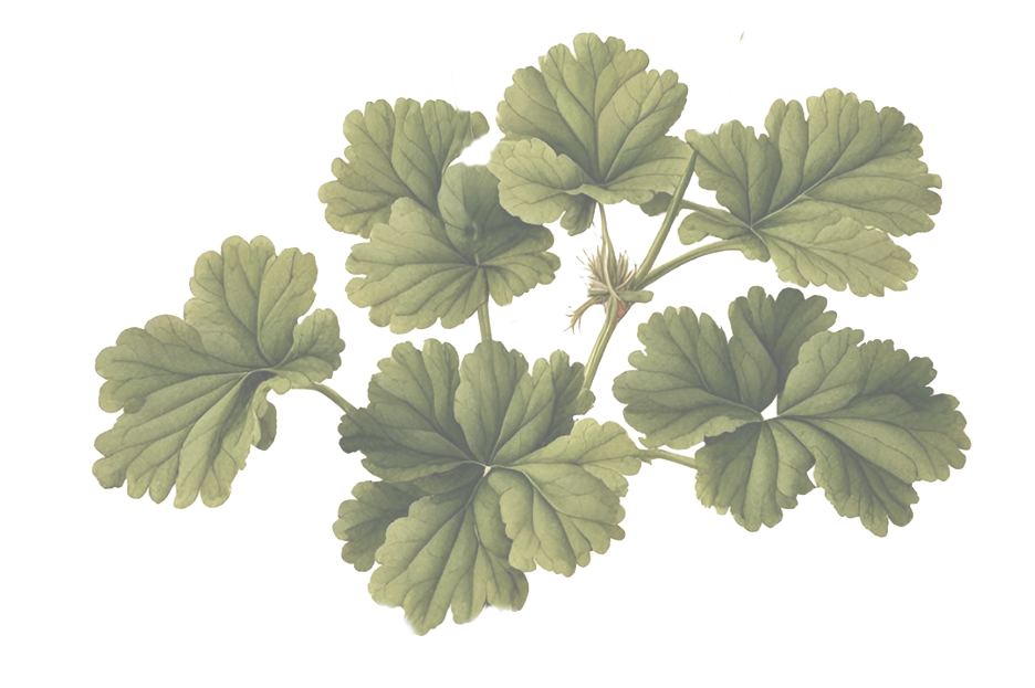 Folhas verdes da planta do geranio