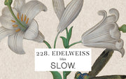 Vela Gomos Edelweiss - alta