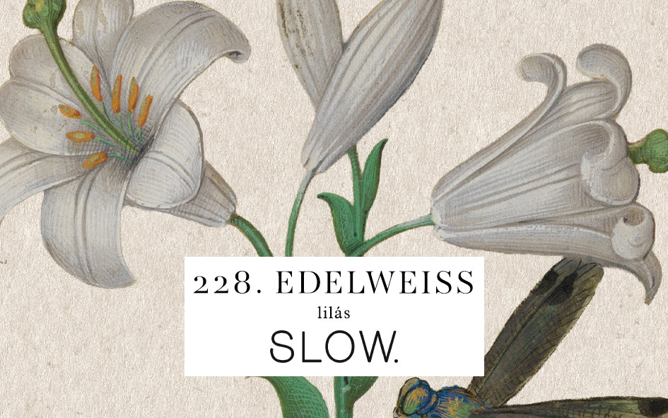 Vela Gomos Edelweiss - alta