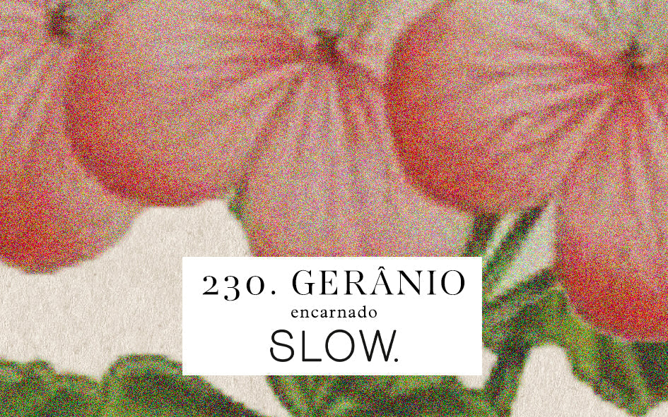 Vela Gomos Gerãnio - alta