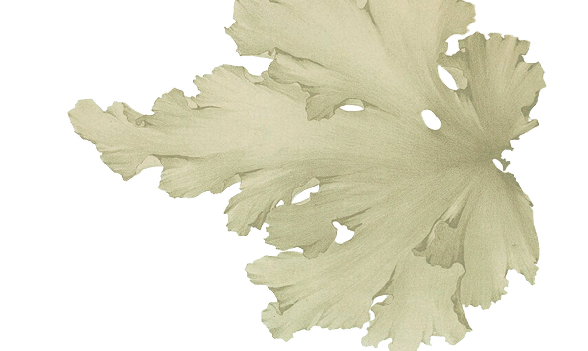 Ilustração de uma floha de alga, lado direito