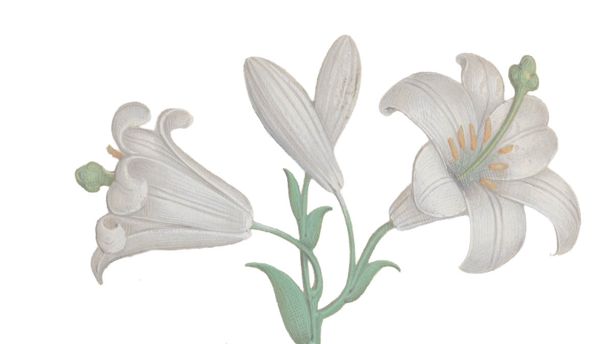 Lirios