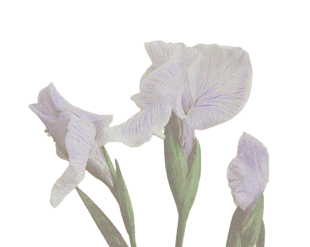 Lirios rosa