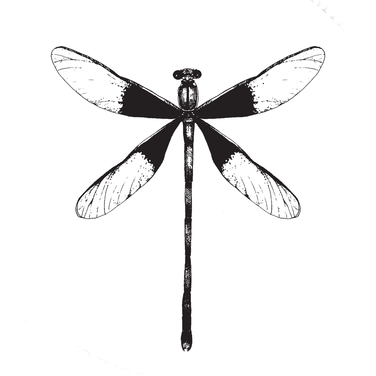 Logo da libelinha Slow