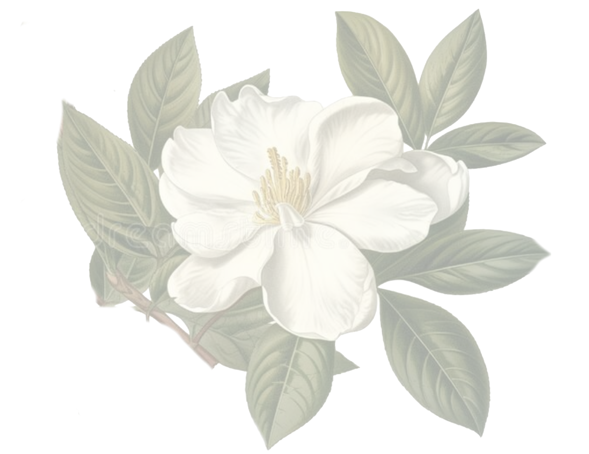 Magnolia