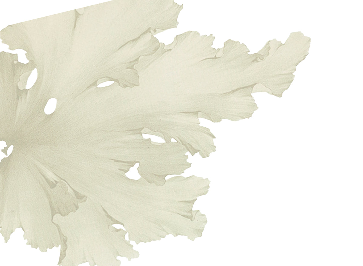 ilustração de uma folha de alga desaturada